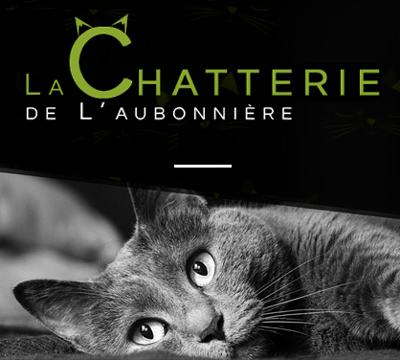 toilettage pour chats prés de La Roche-sur-Yon (85)