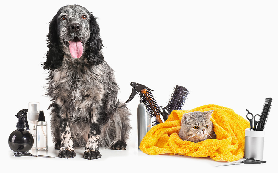 Toilettage pour animaux à Moutiers-les-Mauxfaits en Vendée