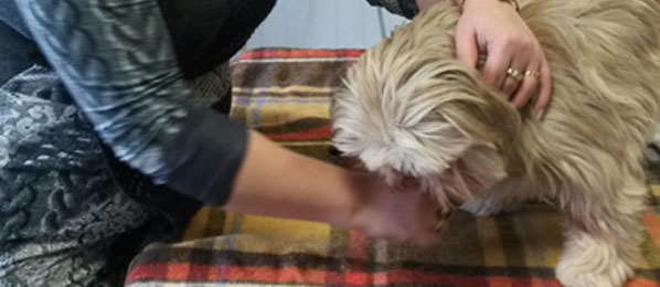 Massage canin en Vendée