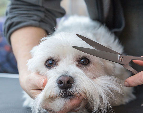 Toiletteur pour animaux à Moutiers-les-Mauxfaits en Vendée 